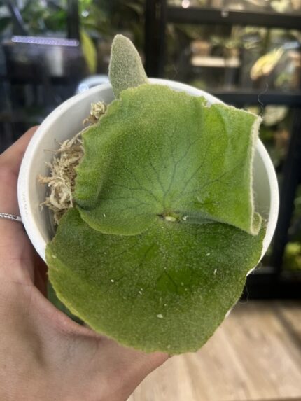 Platycerium andinum, niezwykle rzadki botaniczny gatunek paproci łosie rogi z Ameryki Południowej o długich, zwisających liściach pokrytych srebrzysto-białym kutnerem, Variegarden.