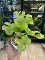 Platycerium ridleyi var. round Swirl #1 - obrazek 4