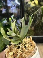 Platycerium willinckii 'OMG' #1 - obrazek 2
