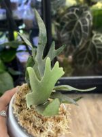 Platycerium willinckii 'OMG' #1 - obrazek 3