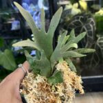 Platycerium willinckii OMG, unikatowa i ekstremalnie karłowa odmiana paproci łosie rogi o gęstych, śnieżnobiałych liściach pokrytych aksamitnym kutnerem, Variegarden.