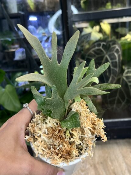 Platycerium willinckii OMG, unikatowa i ekstremalnie karłowa odmiana paproci łosie rogi o gęstych, śnieżnobiałych liściach pokrytych aksamitnym kutnerem, Variegarden.