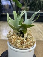 Platycerium willinckii 'OMG' #1 - obrazek 4