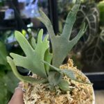 Platycerium willinckii OMG, unikatowa i ekstremalnie karłowa odmiana paproci łosie rogi o gęstych, śnieżnobiałych liściach pokrytych aksamitnym kutnerem, Variegarden.
