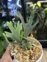 Platycerium willinckii OMG, unikatowa i ekstremalnie karłowa odmiana paproci łosie rogi o gęstych, śnieżnobiałych liściach pokrytych aksamitnym kutnerem, Variegarden.