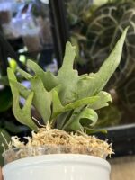 Platycerium willinckii 'Nano' #1 - obrazek 2