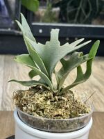 Platycerium willinckii 'Nano' #1 - obrazek 3
