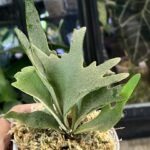 Platycerium willinckii Nano, niezwykle rzadka, karłowa odmiana paproci łosie rogi o gęstych, srebrzystych liściach pokrytych welurowym kutnerem, Variegarden.