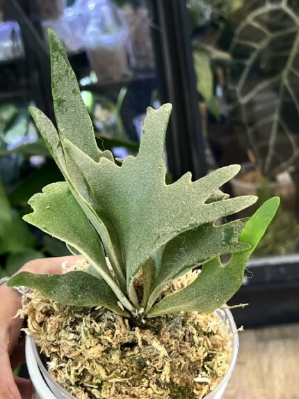 Platycerium willinckii Nano, niezwykle rzadka, karłowa odmiana paproci łosie rogi o gęstych, srebrzystych liściach pokrytych welurowym kutnerem, Variegarden.
