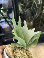 Platycerium willinckii 'Nano' #1 - obrazek 4
