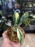 Rhaphidophora elliptifolia variegata #3 - obrazek 2