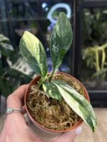 Rhaphidophora elliptifolia variegata #3 - obrazek 3