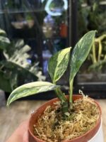 Rhaphidophora elliptifolia variegata #3 - obrazek 4
