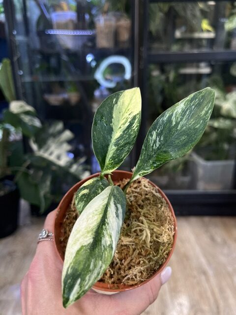 Rhaphidophora Elliptifoia variegata (4) Rhaphidophora Elliptifoia variegata