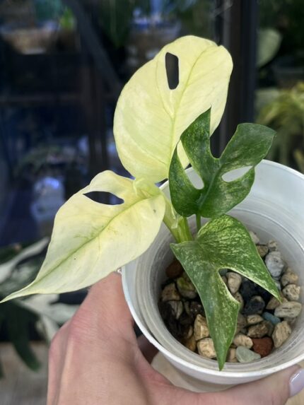 Rhaphidophora tetrasperma White monstera minima White