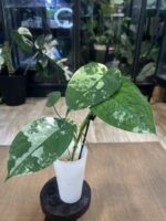 Syngonium Chiapense variegata #1 - obrazek 3