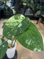 Syngonium Chiapense variegata #1 - obrazek 2