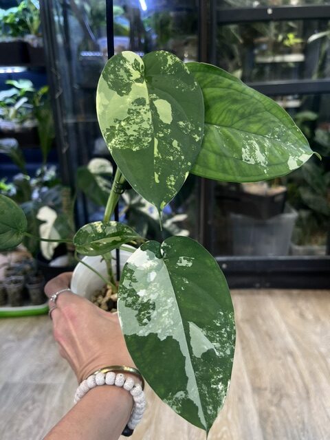 Syngonium Chiapense variegata (3) Syngonium Chiapense variegata