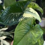 Syngonium Yellow variegata
