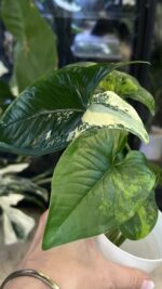 Syngonium Yellow variegata