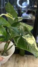 Syngonium Yellow variegata #1 - obrazek 3