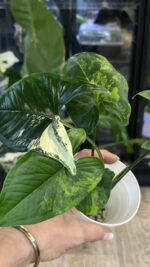 Syngonium Yellow variegata #1 - obrazek 2