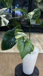 Syngonium Yellow variegata #1 - obrazek 4