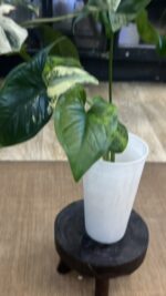 Syngonium Yellow variegata #1 - obrazek 6