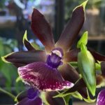 Storczyk Zygopetalum Louisendorf, kolekcjonerska odmiana o pachnących kwiatach z fioletowo-niebieską warżką, luksusowa roślina ozdobna o egzotycznym wyglądzie, Variegarden.