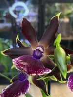 Storczyk Zygopetalum Louisendorf, kolekcjonerska odmiana o pachnących kwiatach z fioletowo-niebieską warżką, luksusowa roślina ozdobna o egzotycznym wyglądzie, Variegarden.