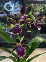 Zygopetalum Louisendorf / storczyk pachnący - obrazek 4