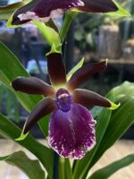 Zygopetalum Louisendorf / storczyk pachnący - obrazek 2
