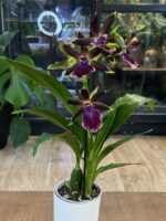 Zygopetalum Louisendorf / storczyk pachnący - obrazek 3