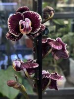 Phalaenopsis Ark’s Rhine / storczyk - obrazek 5