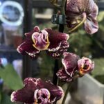 Phalaenopsis Ark’s Rhine, niezwykle rzadki storczyk kolekcjonerski o pastelowych, akwarelowych kwiatach z ciemną, kontrastującą warżką, luksusowa roślina egzotyczna, Variegarden.