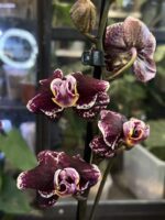Phalaenopsis Ark’s Rhine, niezwykle rzadki storczyk kolekcjonerski o pastelowych, akwarelowych kwiatach z ciemną, kontrastującą warżką, luksusowa roślina egzotyczna, Variegarden.