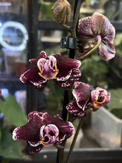 Phalaenopsis Ark’s Rhine, niezwykle rzadki storczyk kolekcjonerski o pastelowych, akwarelowych kwiatach z ciemną, kontrastującą warżką, luksusowa roślina egzotyczna, Variegarden.