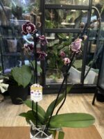 Phalaenopsis Ark’s Rhine / storczyk - obrazek 3