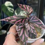 Begonia Julau