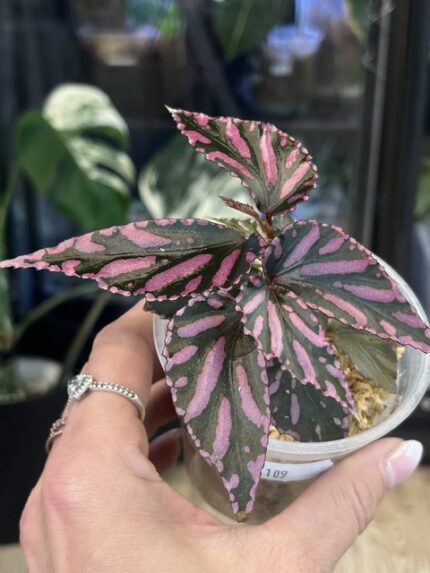 Begonia Julau