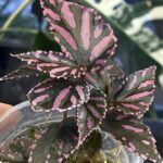 Begonia Julau