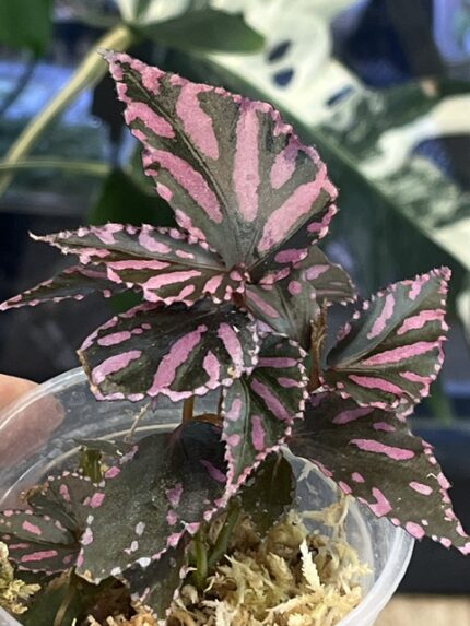 Begonia Julau