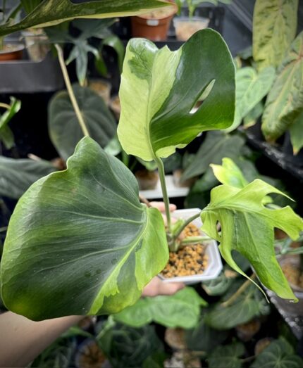 Monstera 'Flamicito', rzadka monstera kolekcjonerska o dużych dziurawych liściach z unikatową, gęstą, kremowo - zieloną variegacją mozaikową, luksusowe pnącze egzotyczne, VarieGarden