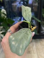 Hoya 'Chiang Dao' Silver #1 - obrazek 2