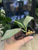Hoya 'Chiang Dao' Silver #1 - obrazek 4