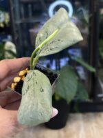 Hoya 'Chiang Dao' Silver #1 - obrazek 3