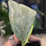 Hoya 'Chiang Dao' Silver, niezwykle rzadka roślina kolekcjonerska o wąskich, lancetowate liściach niemal w całości pokrytych metalicznym, srebrzystym splashem, pnącze botaniczne, Variegarden.