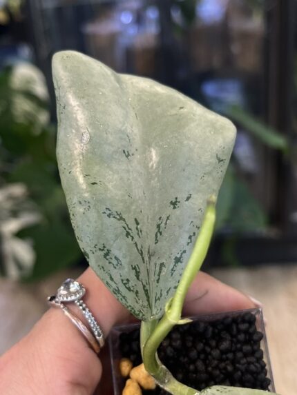 Hoya 'Chiang Dao' Silver, niezwykle rzadka roślina kolekcjonerska o wąskich, lancetowate liściach niemal w całości pokrytych metalicznym, srebrzystym splashem, pnącze botaniczne, Variegarden.