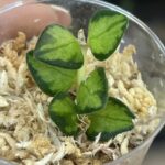 Hoya Chinghungensis variegata