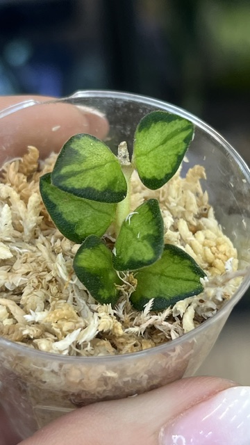 Hoya Chinghungensis variegata
